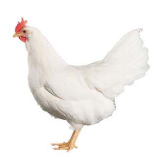 WHITE LEGHORN PULLET