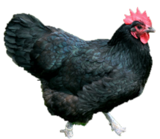 BLACK AUSTRALORPS PULLET