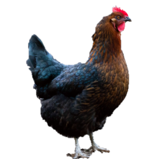 BLACK SEX LINK PULLET