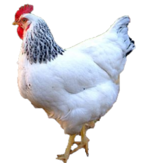 COLUMBIAN ROCK CROSS PULLET