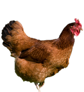 RHODE ISLAND RED PULLET