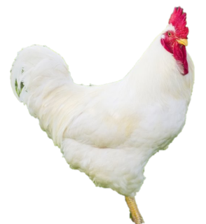 WHITE ROCK PULLET