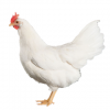 WHITE LEGHORN PULLET