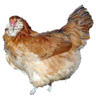 AMERAUCANA PULLET