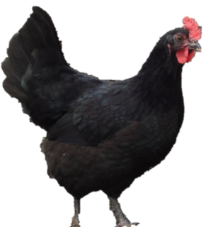 JERSEY BLACK GIANTS PULLET