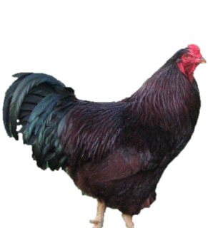 BUCKEYE PULLET