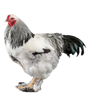 BRAHMAS LIGHT PULLET