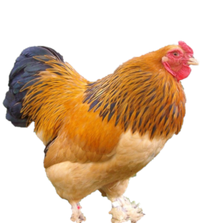 BRAHMAS BUFF PULLET