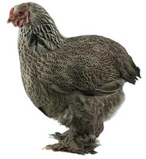 BRAHMAS DARK PULLET