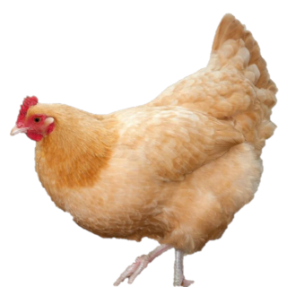 ORPINGTONS BUFF PULLET