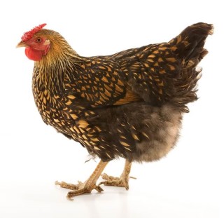 WYANDOTTES GOLDEN LACED PULLET