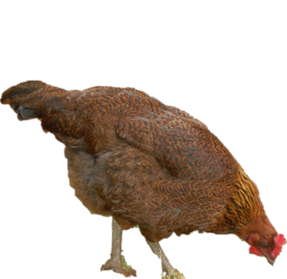 PARTRIDGE ROCK PULLET