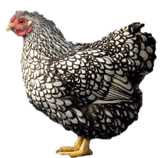 WYANDOTTES SILVER LACED PULLET