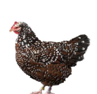 SPECKLED SUSSEX PULLET