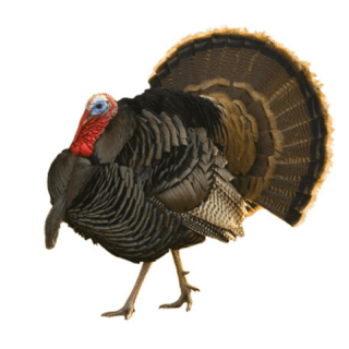 ORLOPP BRONZE TURKEY POULT STRIAGHT RUN