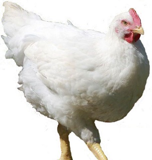CORNISH X ROCK CROSS MEAT BIRD STRAIGHT RUN