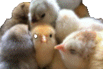 POULTRY CHICKS