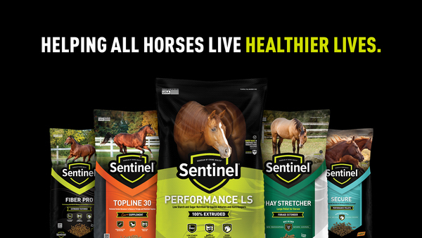 HORSE FEEDS