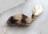 CAT TOY A-DOOR-ABLE MOUSE